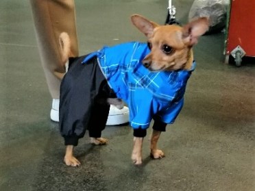 Aramis  suņu apģērbs   lietusmētelis, S